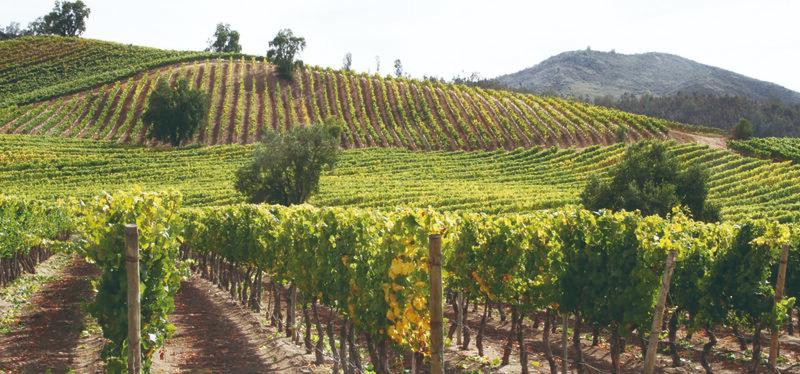 Vang Chile mang hương vị ngon đặc biệt nhờ vào điện kiện tự nhiên lý tưởng