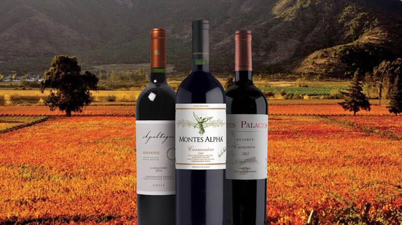 Vang Chile nổi tiếng với nhiều dòng mang hương vị đặc trưng